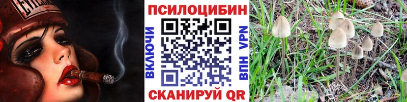 Купить где  Клин  Псилоцибиновые грибы Psilocybine cubensis 
